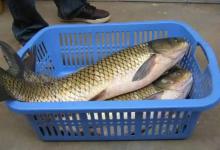 90%的钓友都搞错了！子线粗细并非关键，这3点才是挡口元凶！