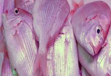 二长棘鲷是什么鱼？