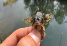 钓鱼不只是钓底！这4种情况必须钓浮，渔获才能实现翻倍！