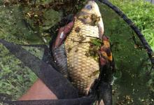 钓底浮的3个关键调整！鱼口轻微离底时，这一招比钓底更强！