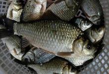 水库钓鱼的选位秘诀！记住这4个地形，都是大鱼必经之路！