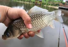 选错鱼钩等于白喂鱼！牢记这4个选钩标准，刺鱼又稳又准！