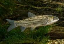 手竿传统钓的11种钓法！暗藏玄机，是野钓智慧的终极体现