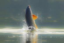 新手选漂的3大误区！别再盲目跟风了，适合自己才最重要