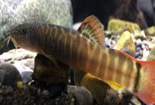 短体副鳅是什么鱼？