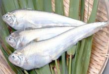 短颌鲚是什么鱼？