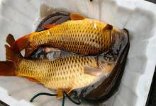 新手总能钓大鱼？真不是运气！这4个原因老手也常忽略！