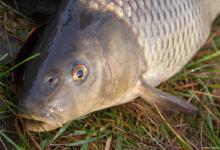 钓鱼心态比技巧更重要！牢记这4点，让你从此从容爆护！