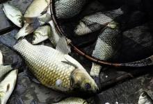 浮漂选错渔获少一半！这5个硬核指标，教你挑中本命漂！