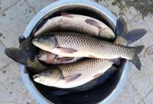 钓鲫鱼抓口要果断！这5种经典漂相，十拿九稳都是大板鲫