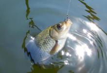 轻口鱼漂相怎么抓？这3个调钓思路，专治各种微弱信号！