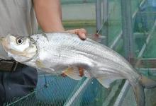 选对鱼竿有多重要？这3个黄金尺寸，能应对80%的野钓场景