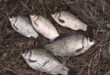 大鱼进窝的3个前兆！读懂这些微弱信号，巨物离你就不远了！