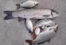 鱼不开口怎么办？老钓友分享4个绝招，让死口鱼也乖乖上钩
