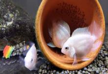 如何判断鱼缸中的硝酸盐和亚硝酸盐是否过高？牢记这几个信号