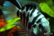 观赏鱼身上有红斑像出血怎么治？鱼缸鱼身上有红斑像出血怎么处理？