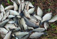 浮漂调钓的3个核心！搞懂灵与钝的玄机，中鱼率瞬间提升！