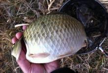 铅坠到底调什么漂？这套“万能调钓法”，让你轻松应对复杂鱼情