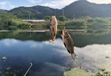 钓鱼人的“黄金一小时”！抓住这3个窗口期，渔获顶一天！