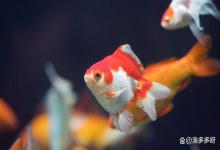 鱼缸的水质老不好？浑浊腥臭？你就往缸里加点这个硝化细菌！