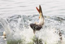 飞铅钓法的3种妙用！学会灵活运用，渔获至少能提升三成