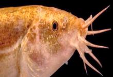 洱海副鳅是什么鱼？