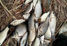 为何鱼口越钓越少？警惕这3个错误操作，正在把鱼赶走！