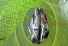 脱钩跑鱼的4大原因！钩、线、竿、人，看看你问题出在哪！