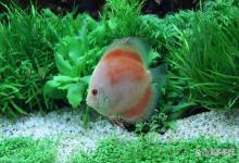 热带鱼长白点怎么治疗？这样做白点3天消失，一共用了这四个步骤