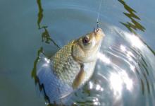 鱼竿的腰力是什么？搞懂这3个参数，选对竿子才能更好控鱼！