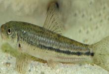 短身鳅鮀是什么鱼？