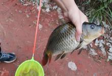 钓鱼为何要钓下风口？这3个原因，让这里成为天然的聚鱼区！