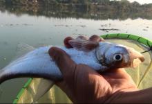 钓鱼打频率的真正奥义！搞懂这3个节奏，诱鱼效果强十倍！