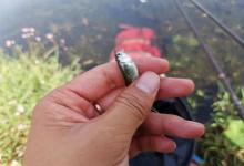 轻口鱼情怎么钓？浮漂和线组的4个调整，信号放大一倍！