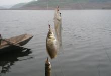 钓鲫鱼的“黄金8字诀”！看懂这几个字，轻松实现爆护自由