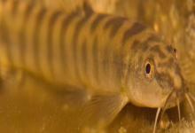 多鳞条鳅是什么鱼？