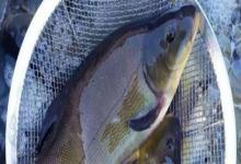 丁鱥是什么鱼？