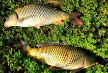 黑漂提竿就空？别再怪浮漂了！问题可能出在这3个地方！