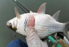 晴天温差大怎么钓？记住2个时段和3种钓位，稳稳上鱼！