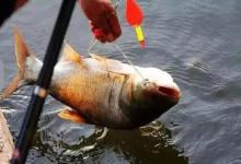 跑铅并非越钝越好！这3个灵钝细节，决定了中鱼率高低！