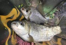 看漂抓口的5个等级！你能看懂几种？高手能看懂最后一种！