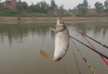 为什么鱼只吃窝料不咬钩？这4个原因，让你恍然大悟！