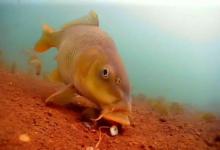 打满竿和七分竿！两种抛竿方式的区别，高手都懂的细节！