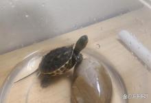 龟缸水发黄，有点腥，怎么处理？龟缸水黄发腥怎么处理？养龟速看