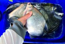 钓底钓浮都没口？试试这3招“钓行程”，专攻离底之鱼！