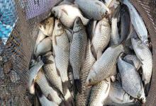 涨水退水怎么钓？掌握这4个选位法则，鱼获比平时多！