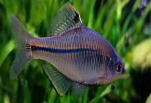 方氏鲴是什么鱼？