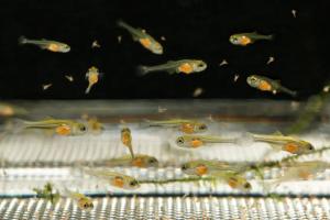 孔雀鱼苗开口喂食全攻略！喂对7天不死苗，成活率翻倍，发色提前半个月