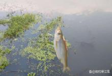 初夏野钓水温高！这3种饵料越热越好用，避开杂鱼专攻大板鲫！