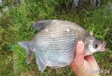 夏季鳊鱼到底多好钓？打窝足、选对点，一上午连竿30条不夸张！